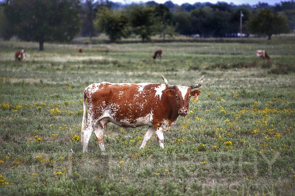 Longhorn - Broken Arrow, OK