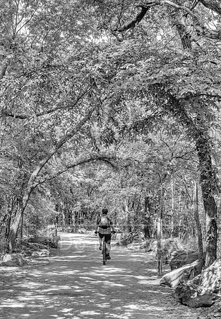 Turkey Mtn Riverparks Authority Forest Bike Rider 23x33