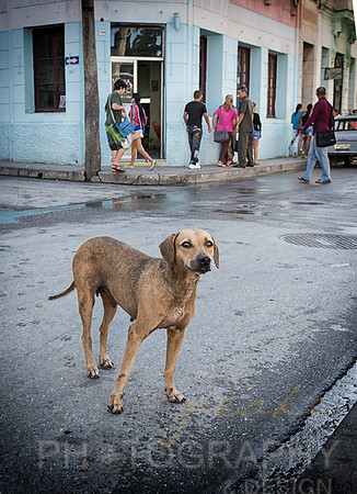 Cuban Dog - Cuba