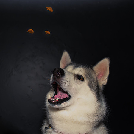 Paw Appetit