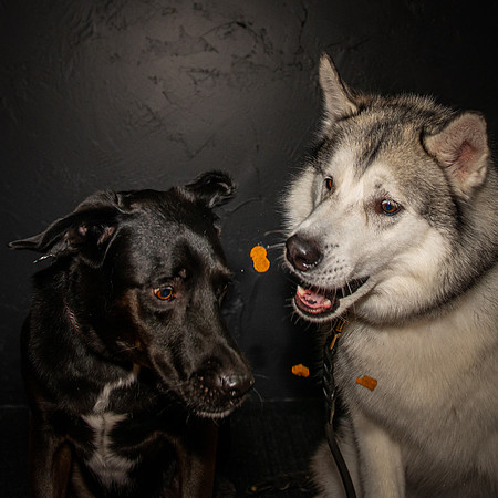Paw Appetit