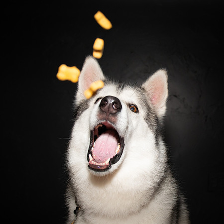 Paw Appetit