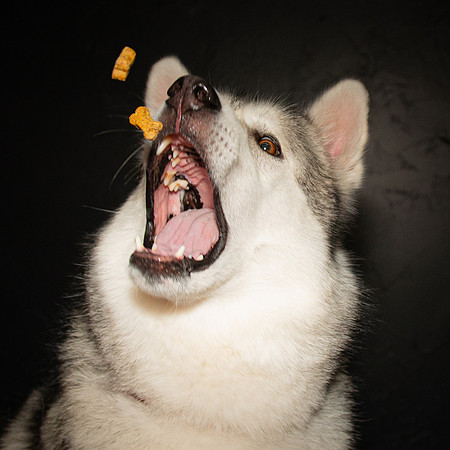 Paw Appetit