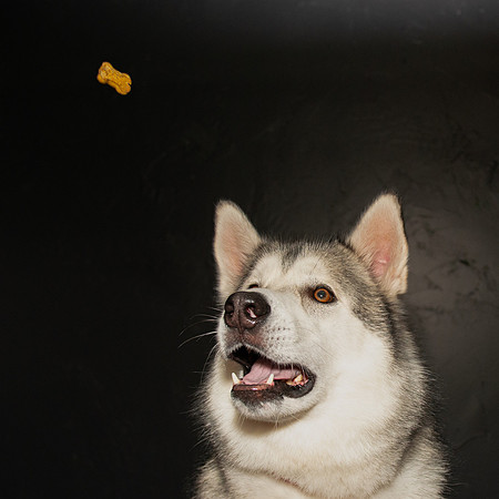 Paw Appetit