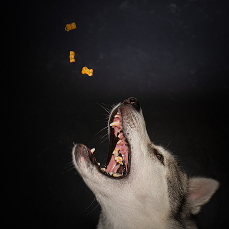 Paw Appetit
