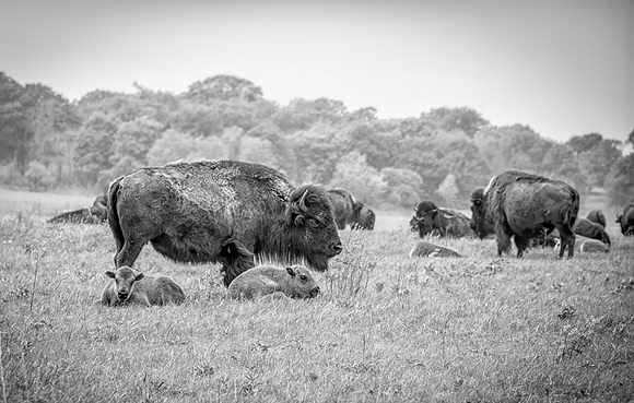 BUFFALO -B& W - W/TWINS