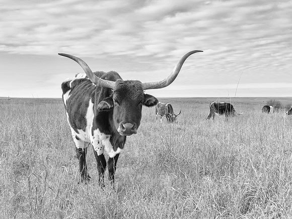 LONG HORN - B& WH