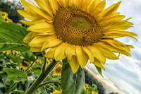 SUNFLOWERS